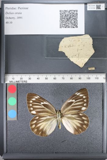 Media type: image;   Entomology 130184